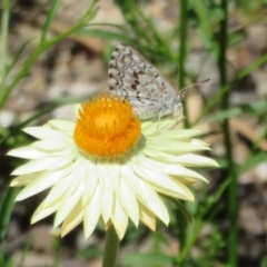 Lucia limbaria (Chequered Copper) at Acton, ACT - 1 Mar 2020 by Christine