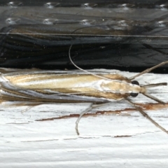 Hednota species near grammellus (Pyralid or snout moth) at Ainslie, ACT - 27 Feb 2020 by jbromilow50