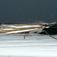 Hednota species near grammellus at Ainslie, ACT - 27 Feb 2020