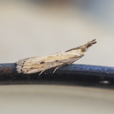 Faveria tritalis (Couchgrass Webworm) at Higgins, ACT - 1 Mar 2020 by AlisonMilton