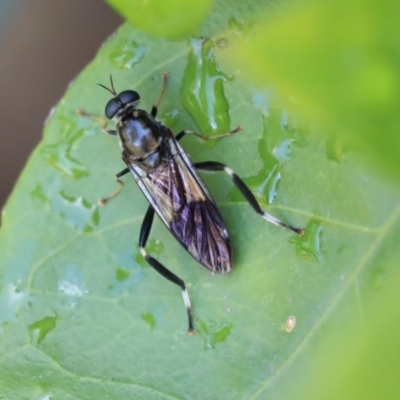 Exaireta spinigera (Garden Soldier Fly) at Higgins, ACT - 1 Mar 2020 by AlisonMilton