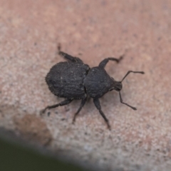 Mandalotus sp. (genus) (Unidentified Mandalotus weevil) at Higgins, ACT - 15 Feb 2020 by AlisonMilton