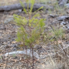 Exocarpos cupressiformis (Cherry Ballart) at Hawker, ACT - 14 Feb 2020 by AlisonMilton