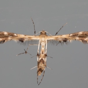 Sphenarches anisodactylus at Ainslie, ACT - 27 Feb 2020