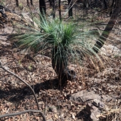 Xanthorrhoea glauca subsp. angustifolia (Grey Grass-tree) at Upper Nepean State Conservation Area - 27 Feb 2020 by Margot