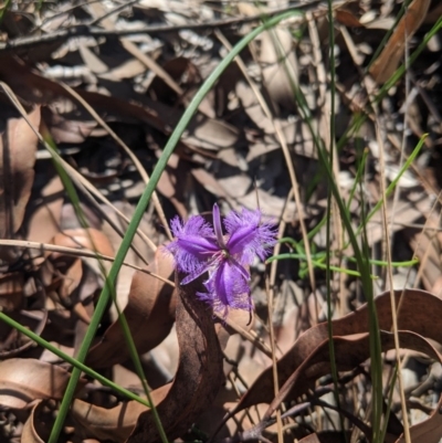 Thysanotus patersonii (Twining Fringe Lily) at Upper Nepean State Conservation Area - 27 Feb 2020 by Margot