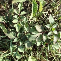 Bidens pilosa (Cobbler's Pegs, Farmer's Friend) at Dunlop, ACT - 28 Feb 2020 by CathB