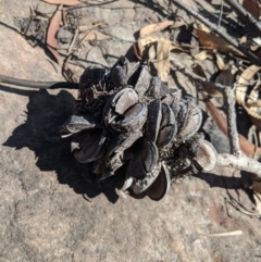 Banksia serrata (Saw Banksia) at Balmoral - 27 Feb 2020 by Margot