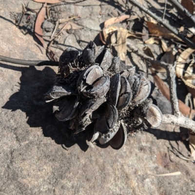 Banksia serrata (Saw Banksia) at Balmoral - 27 Feb 2020 by Margot