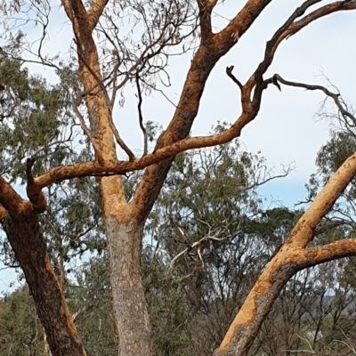 Zanda funerea (Yellow-tailed Black-Cockatoo) at Campbell, ACT - 2 Mar 2020 by Kym