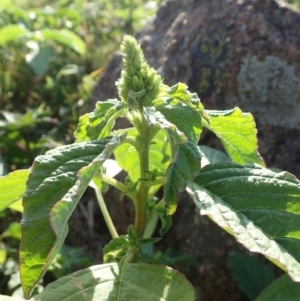 Amaranthus retroflexus at Dunlop, ACT - 29 Feb 2020