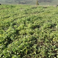 Amaranthus retroflexus at Dunlop, ACT - 29 Feb 2020