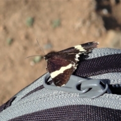 Eutrichopidia latinus (Yellow-banded Day-moth) at Mount Painter - 28 Feb 2020 by CathB