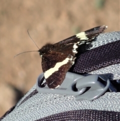 Eutrichopidia latinus at Dunlop, ACT - 29 Feb 2020 08:48 AM