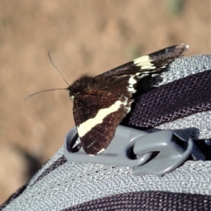 Eutrichopidia latinus at Dunlop, ACT - 29 Feb 2020 08:48 AM