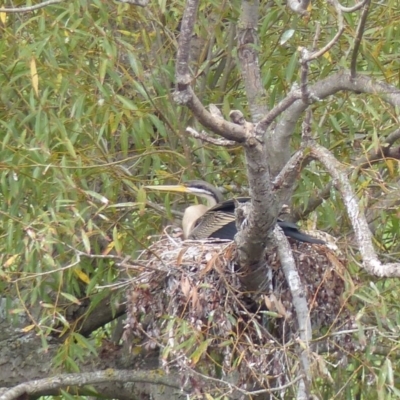 Anhinga novaehollandiae (Australasian Darter) at Bega, NSW - 2 Mar 2020 by MatthewHiggins