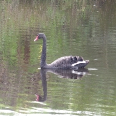 Cygnus atratus (Black Swan) at Bega, NSW - 1 Mar 2020 by MatthewHiggins