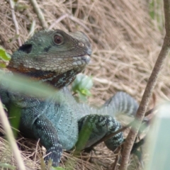 Intellagama lesueurii howittii (Gippsland Water Dragon) at Bega, NSW - 2 Mar 2020 by MatthewHiggins