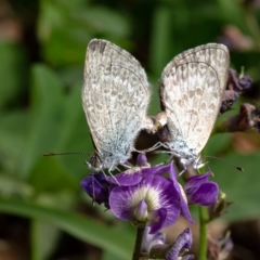 Zizina otis (Common Grass-Blue) at Dunlop, ACT - 2 Mar 2020 by Roger