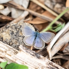 Zizina otis at Molonglo River Reserve - 2 Mar 2020