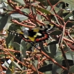 Delias aganippe (Spotted Jezebel) at Coree, ACT - 2 Mar 2020 by JohnBundock