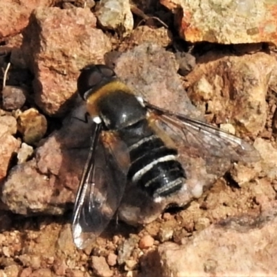 Villa sp. (genus) (Unidentified Villa bee fly) at Coree, ACT - 2 Mar 2020 by JohnBundock