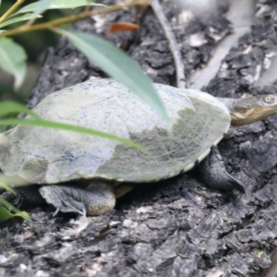 Chelodina longicollis (Eastern Long-necked Turtle) at Jerrabomberra Wetlands - 24 Feb 2020 by jbromilow50