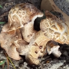Agarics at Bermagui, NSW - 26 Feb 2020 by narelle