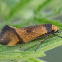 Isomoralla pyrrhoptera (A concealer moth) at Acton, ACT - 24 Feb 2020 by jb2602