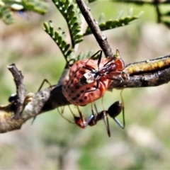 Icerya acaciae (Acacia mealy bug) at Pine Island to Point Hut - 28 Feb 2020 by JohnBundock