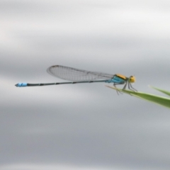 Pseudagrion aureofrons (Gold-fronted Riverdamsel) at Campbell, ACT - 24 Feb 2020 by jbromilow50