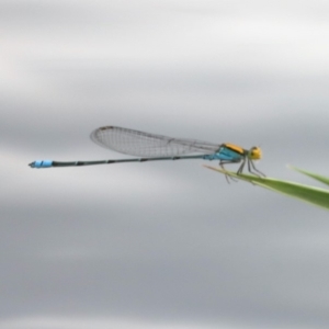 Pseudagrion aureofrons at Campbell, ACT - 24 Feb 2020 01:25 PM