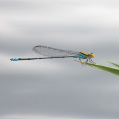 Pseudagrion aureofrons (Gold-fronted Riverdamsel) at Jerrabomberra Wetlands - 24 Feb 2020 by jb2602
