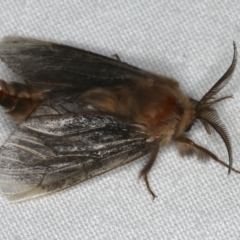 Clania ignobilis (Faggot Case Moth) at Ainslie, ACT - 29 Jan 2020 by jbromilow50