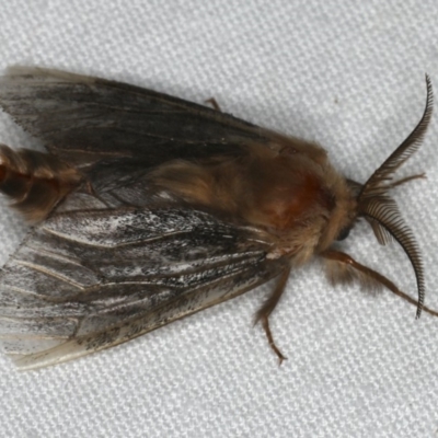 Clania ignobilis (Faggot Case Moth) at Ainslie, ACT - 29 Jan 2020 by jbromilow50
