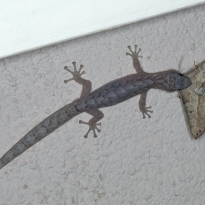 Christinus marmoratus (Southern Marbled Gecko) at Ainslie, ACT - 24 Feb 2020 by jb2602