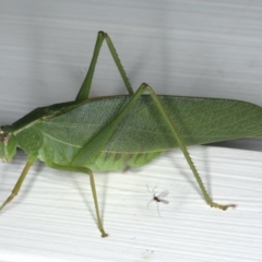 Caedicia simplex (Common Garden Katydid) at Ainslie, ACT - 24 Feb 2020 by jb2602