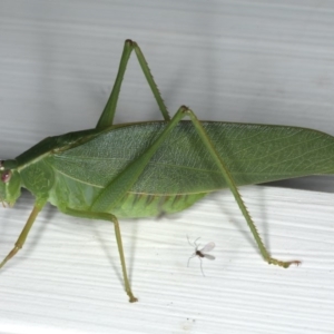 Caedicia simplex at Ainslie, ACT - 24 Feb 2020