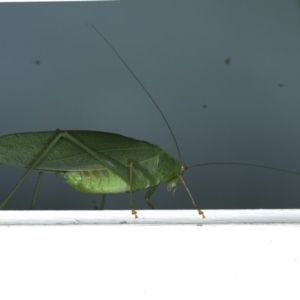 Caedicia simplex at Ainslie, ACT - 24 Feb 2020