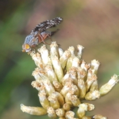 Tephritidae sp. (family) (Unidentified Fruit or Seed fly) at Kosciuszko National Park, NSW - 28 Feb 2020 by Harrisi