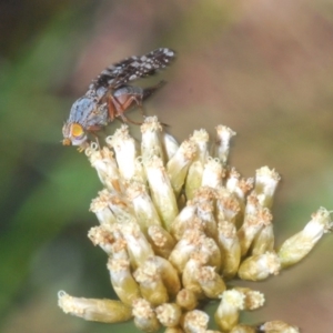 Tephritidae sp. (family) at Kosciuszko National Park, NSW - 28 Feb 2020