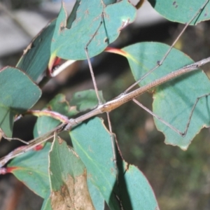 Ctenomorpha marginipennis at Kosciuszko National Park - 28 Feb 2020