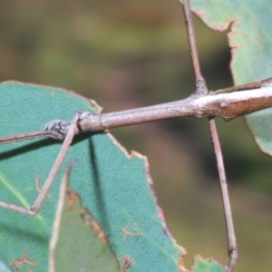 Ctenomorpha marginipennis at Kosciuszko National Park, NSW - 28 Feb 2020