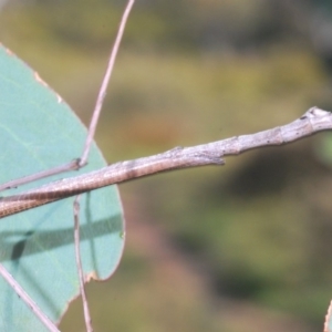 Ctenomorpha marginipennis at Kosciuszko National Park - 28 Feb 2020