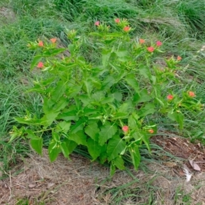 Mirabilis jalapa at Florey, ACT - 2 Mar 2020