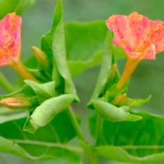 Mirabilis jalapa at Florey, ACT - 2 Mar 2020 06:44 PM