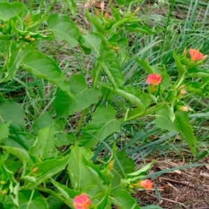 Mirabilis jalapa at Florey, ACT - 2 Mar 2020 06:44 PM