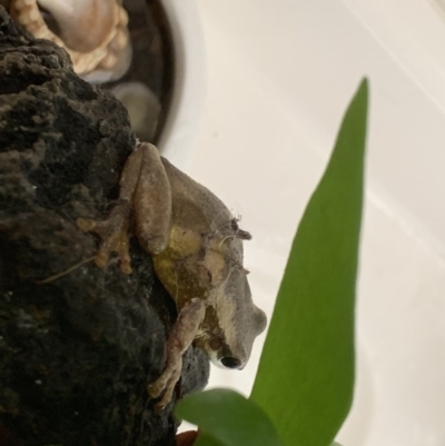 Litoria quiritatus (Screaming Tree Frog) at Mollymook, NSW - 3 Jan 2020 by neis