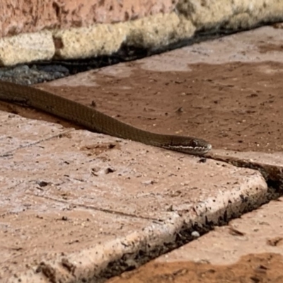 Drysdalia coronoides (White-lipped Snake) at Penrose, NSW - 31 Dec 2019 by Emma.D