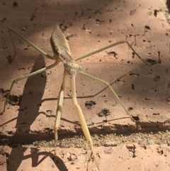 Tenodera australasiae (Purple-winged mantid) at Penrose - 1 Feb 2020 by Emma.D